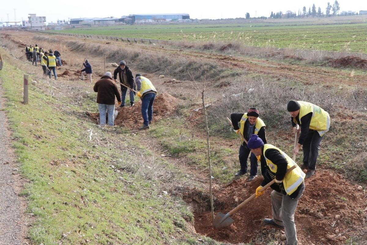 Şanluırfa&rsquo;da 100 bin fidan toprakla buluşuyor