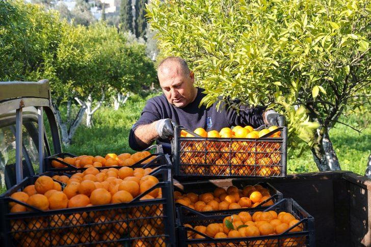 Belediyenin mandalinaları kurutulmuş olarak geri gelecek G2