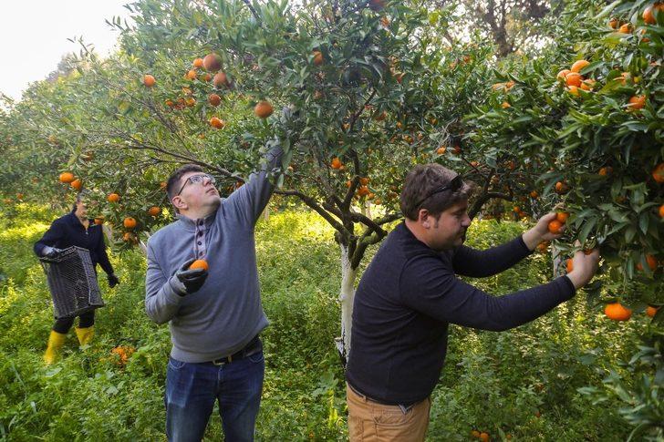Belediyenin mandalinaları kurutulmuş olarak geri gelecek G3