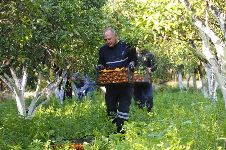 Belediyenin mandalinaları kurutulmuş olarak geri gelecek G4