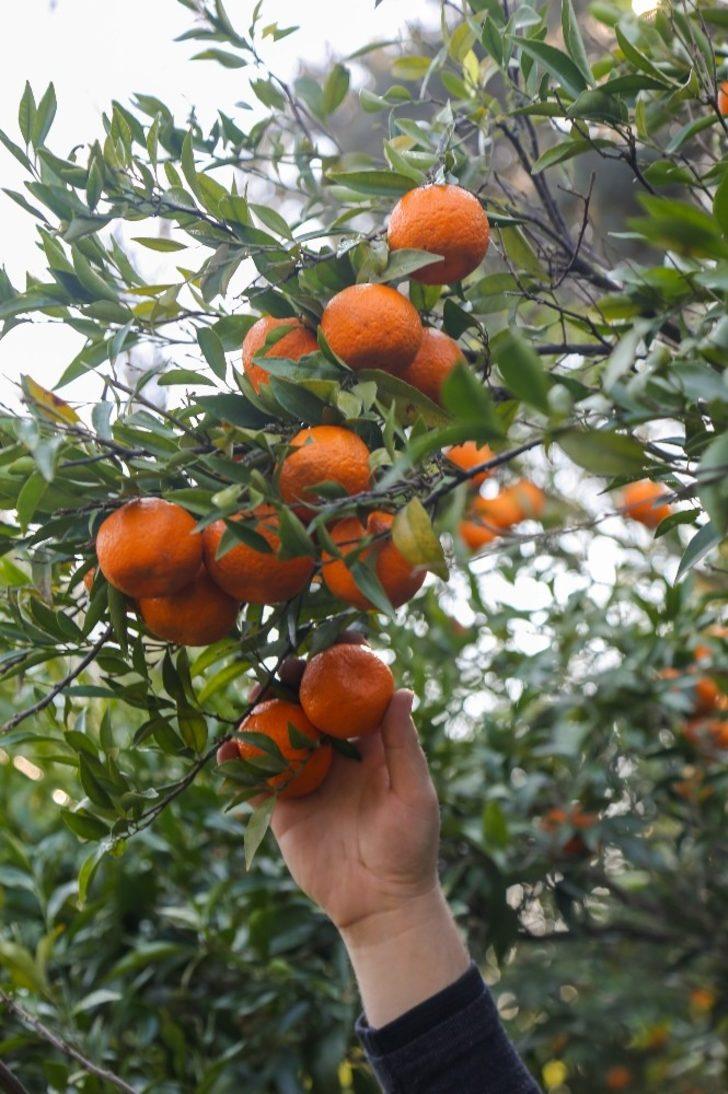 Belediyenin mandalinaları kurutulmuş olarak geri gelecek G5