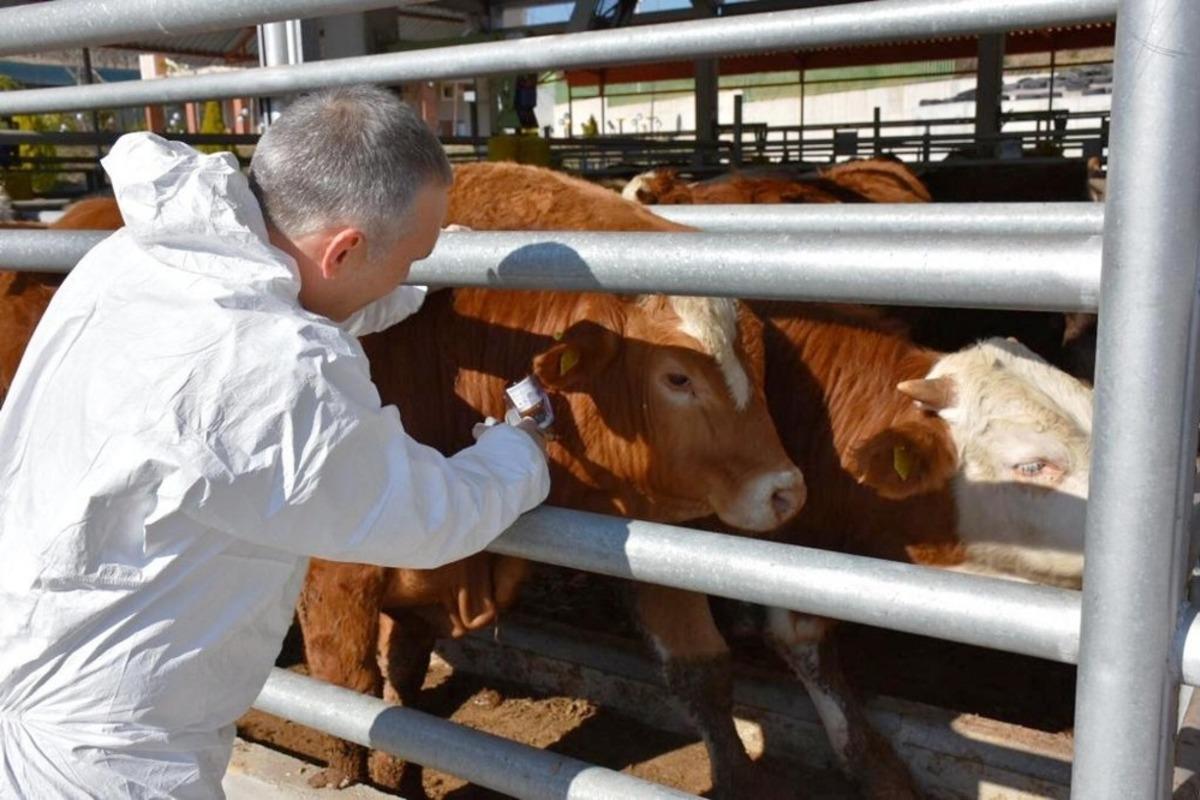 Manisa&rsquo;da 230 bin b&uuml;y&uuml;kbaş şapa karşı aşılanacak