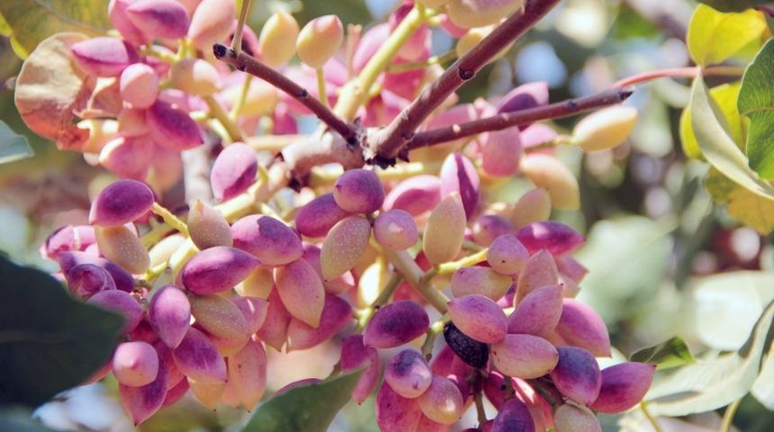 GTB başkanlarından Antep fıstığına destek talebi