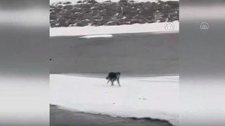 Nehir yüzeyindeki buz kütlesi üzerinde mahsur kalan kurt kurtarıldı