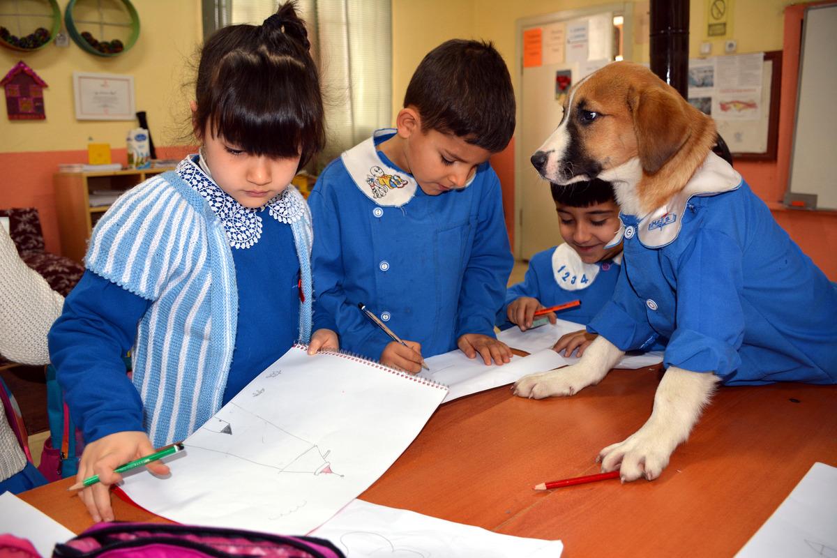 Mezarlıkta bulunan 'Fındık' okulun maskotu oldu... Derslere de giriyor