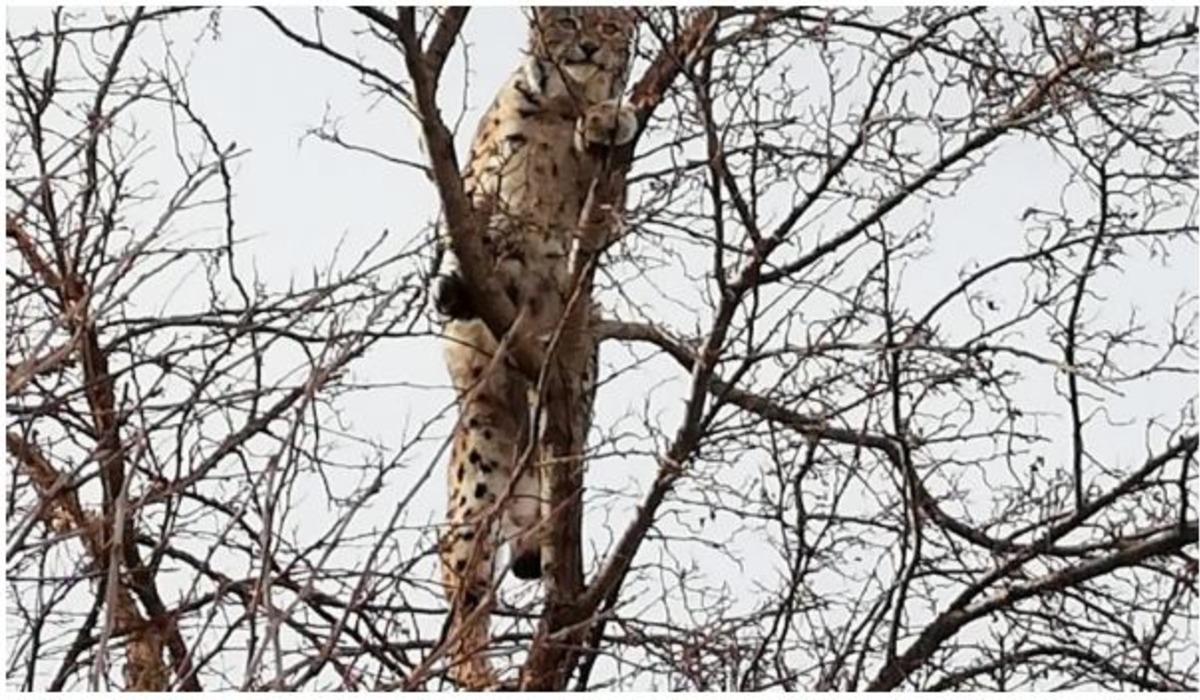 Kırmızı listedeki vaşak Erzincan&rsquo;da g&ouml;r&uuml;nt&uuml;lendi!