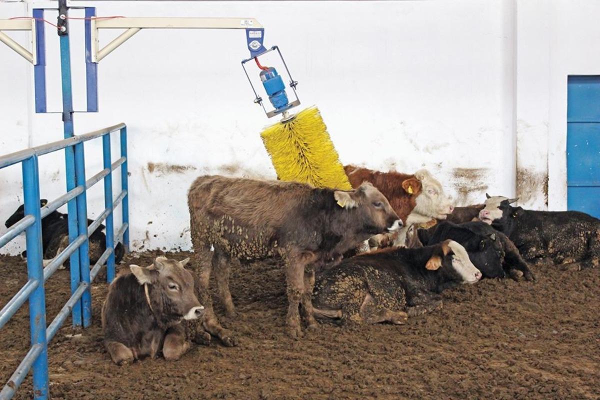 Sivas&rsquo;ın hayvan varlığı arttı