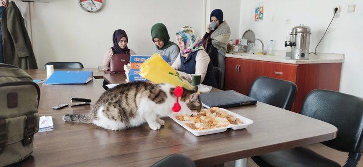 Öğretmenlerin bitkin halde bulduğu kedi iyileşti, okulun maskotu oldu G3