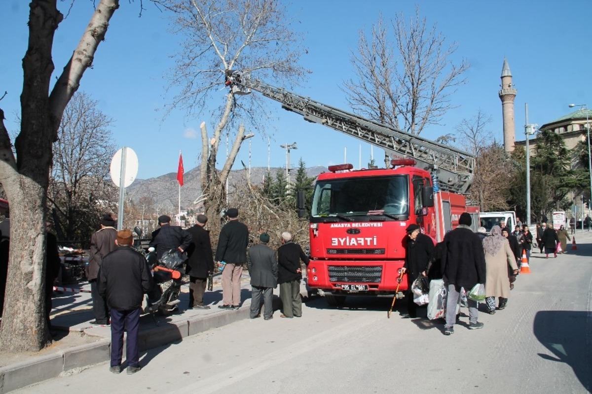 Amasya&rsquo;da ağa&ccedil;lara kış bakımı