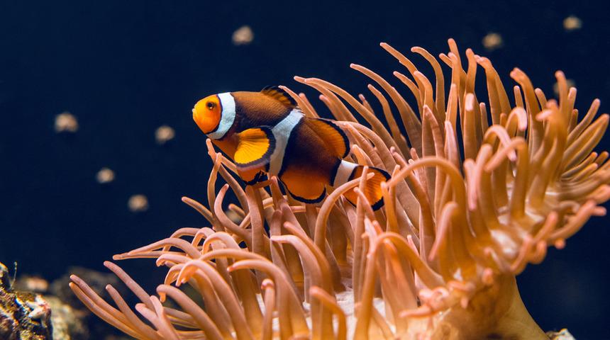 80 yıl içinde yok olacaklar!