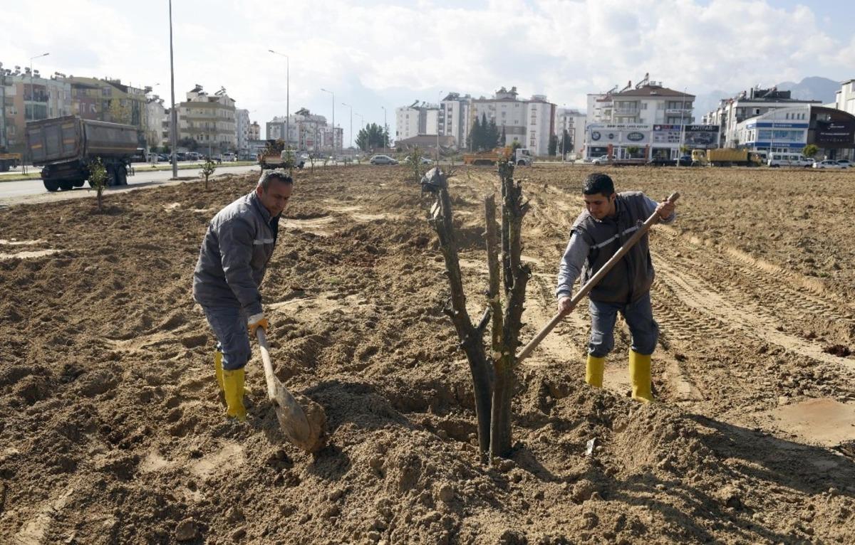 Şafak Mahallesine portakal bah&ccedil;esi