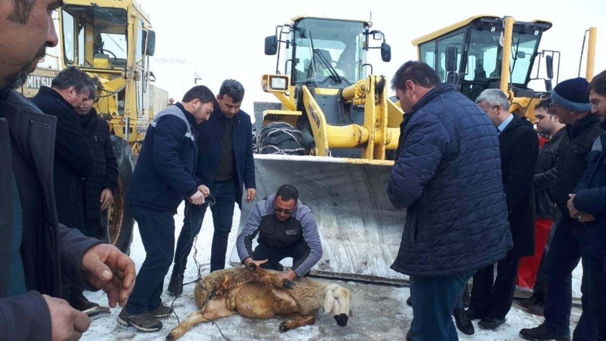 Kazasız belasız temizleyince, ş&uuml;k&uuml;r kurbanı kestiler