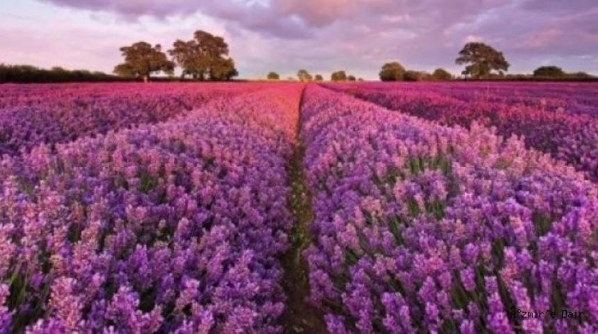 Lavanta yetiştiriciliği projesi hayata ge&ccedil;iriliyor