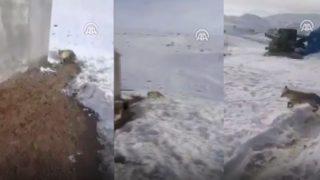 Erzurum'da çiftçinin tavuklarını avlamakta ısrarcı tilki ile sohbeti güldürdü