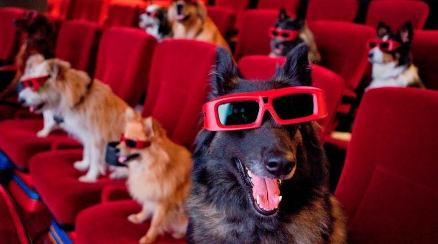 Başrolde can dostlarımız var:  En iyi köpek filmleri