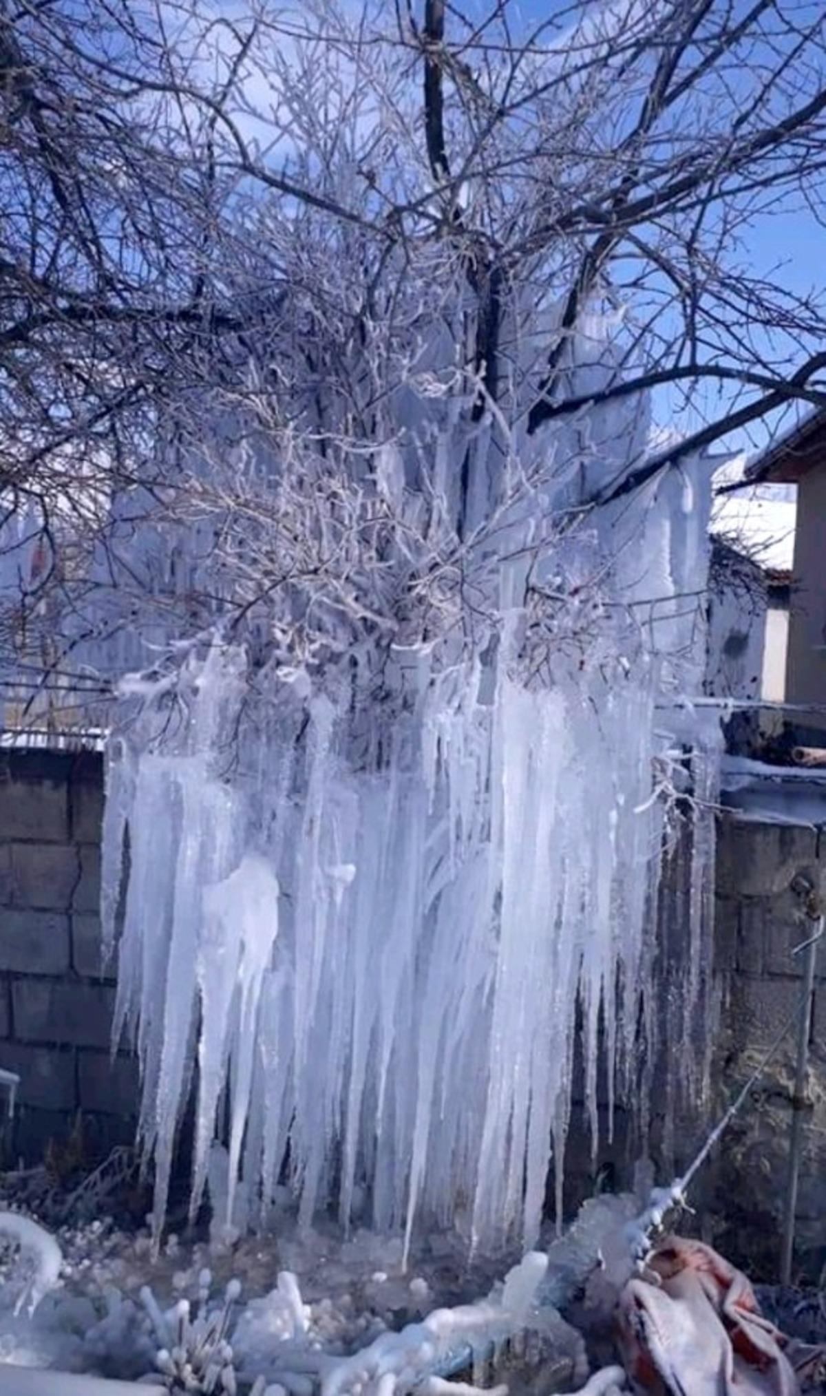 Buz tutan ağacı g&ouml;ren vatandaşlar şaşkınlığını gizleyemedi