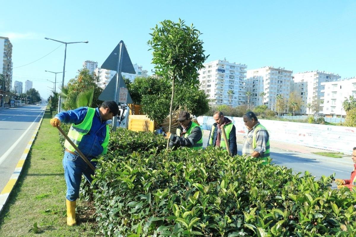 Mersin&rsquo;in simgelerinden turun&ccedil; ağa&ccedil;ları bakımdan ge&ccedil;iyor