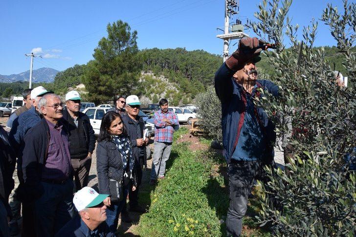 Çiftçilere uygulamalı budama eğitimi G4