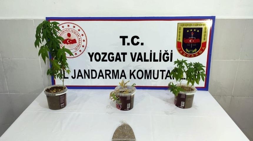 Jandarmadan uyuşturucu operasyonun,1 g&ouml;zaltı