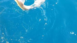 Antalya'da oltasına takılan yavru köpek balığı elini ısırdı