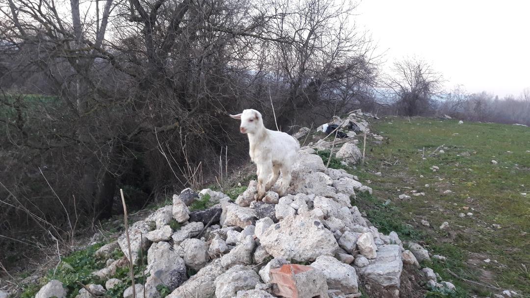 1 hafta &ouml;nce annesi &ouml;len ke&ccedil;i k&ouml;peği annesi sanıyor