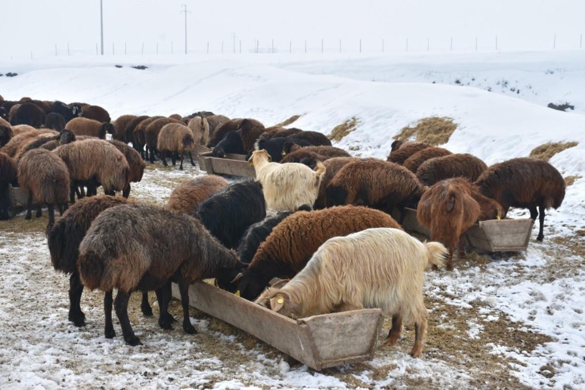 Kış mesaisindeki besicilerin yardımcıları: Eşek arabaları