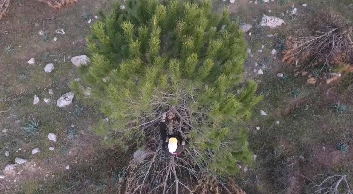 Budanan ağa&ccedil;lar &uuml;retimi arttıracak