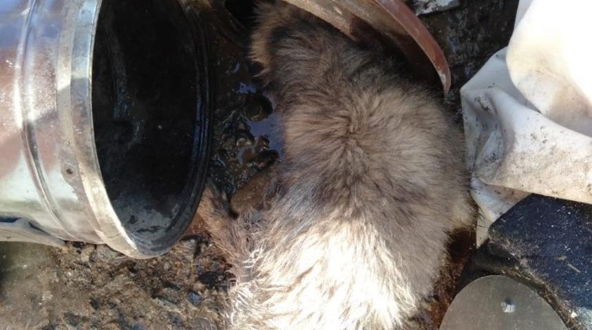 Kafası sobaya sıkışan k&ouml;pek kurtarıldı