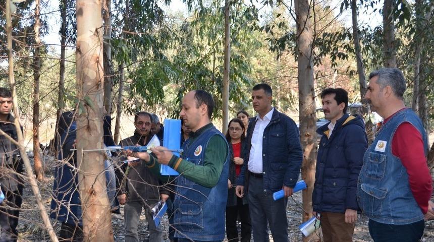 Akduman, okalipt&uuml;s sahalarını inceledi