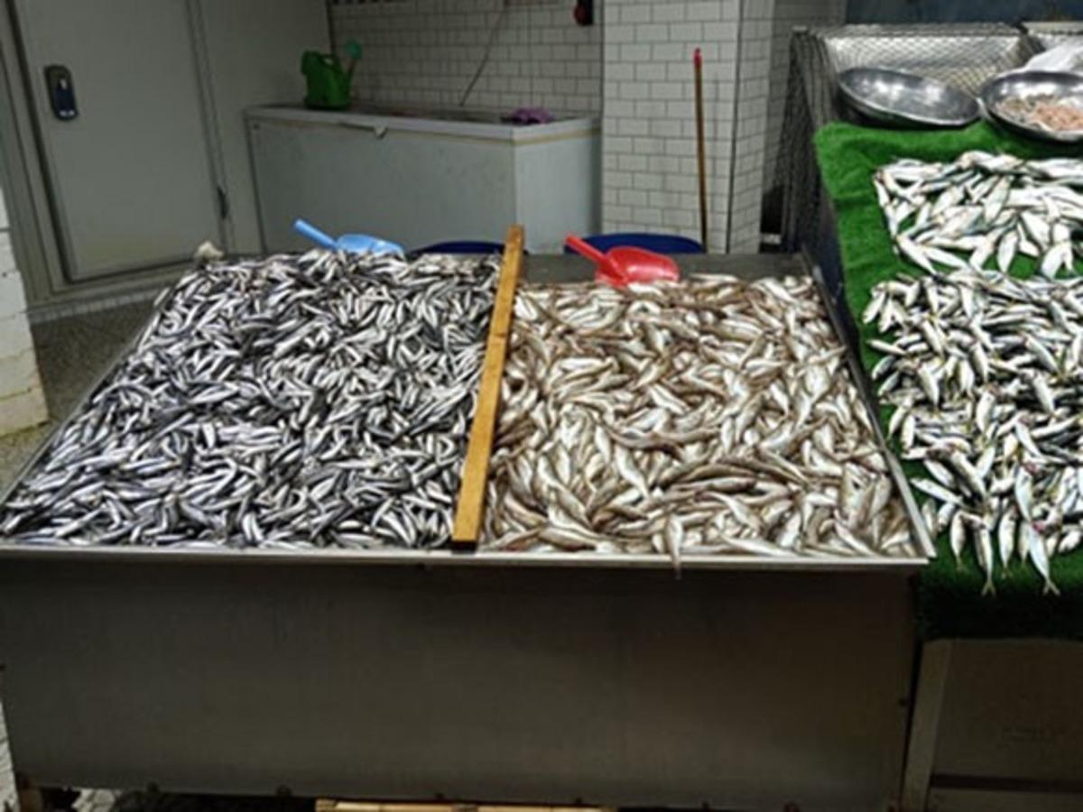 Palamutun yokluğunda vatandaş hamsiye doydu