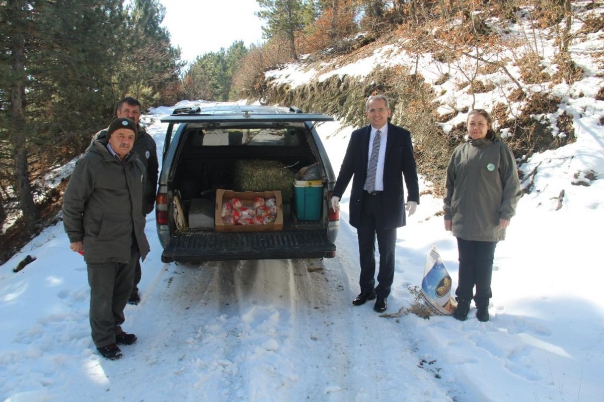 Tosya&rsquo;da yaban hayatı i&ccedil;in doğaya yem bırakıldı