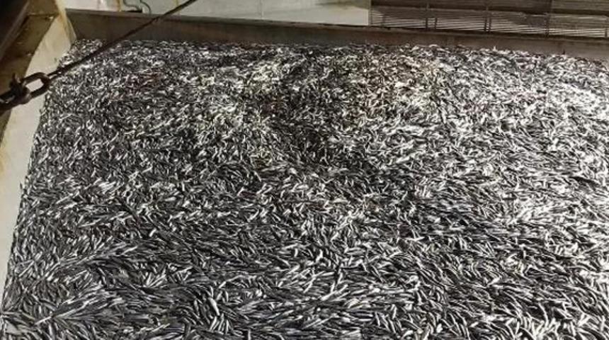 Bartın'da 100 ton hamsi avladılar 