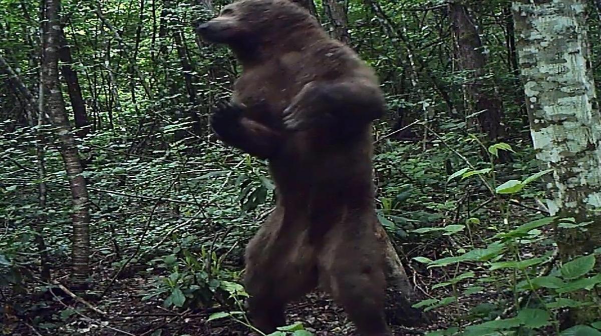 K&uuml;re Dağları'nın yaban hayatı fotokapanlarla g&ouml;r&uuml;nt&uuml;leniyor