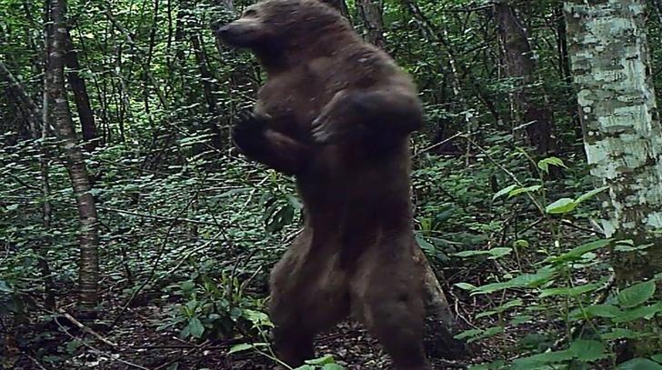 Küre Dağları'nın yaban hayatı fotokapanlarla görüntüleniyor G4