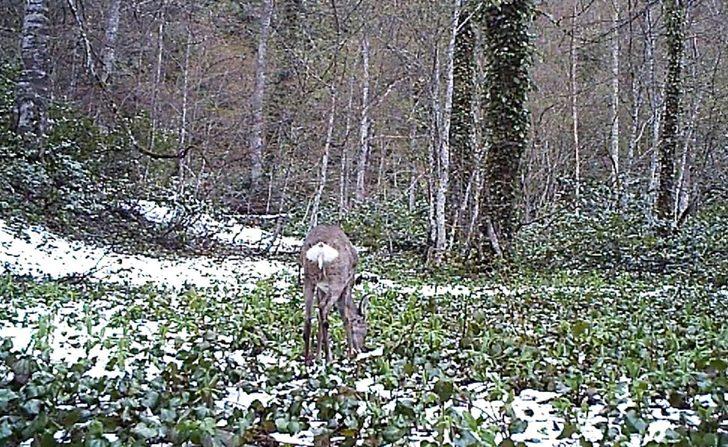 Küre Dağları'nın yaban hayatı fotokapanlarla görüntüleniyor G5