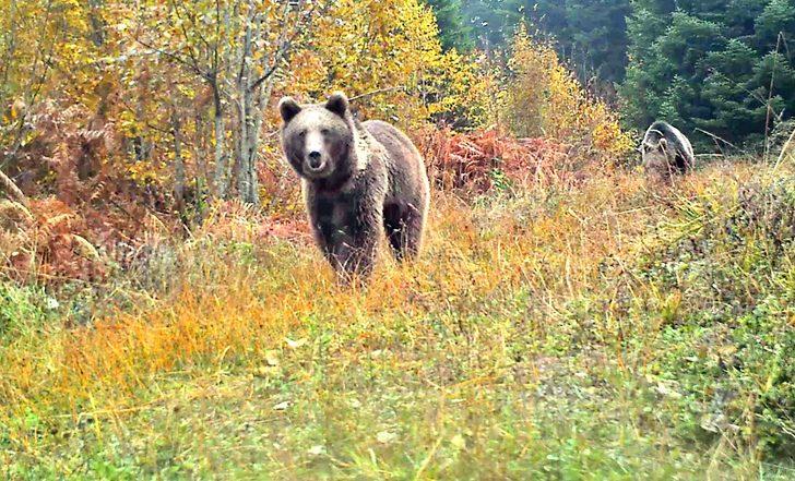 Küre Dağları'nın yaban hayatı fotokapanlarla görüntüleniyor G1
