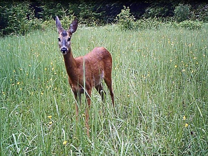 Küre Dağları'nın yaban hayatı fotokapanlarla görüntüleniyor G3