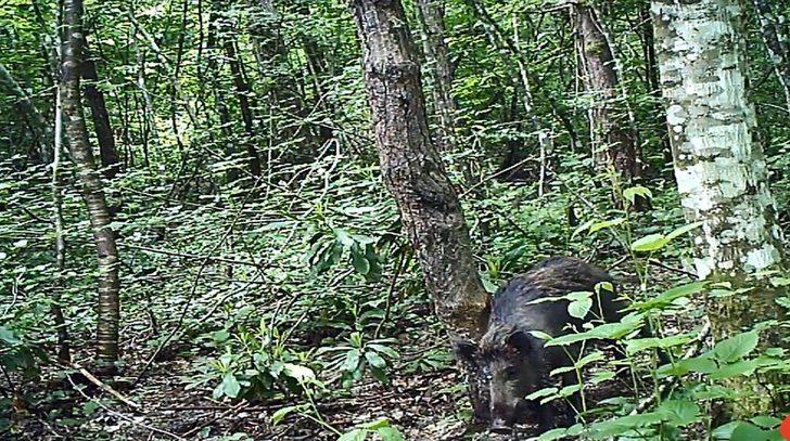 Küre Dağları'nın yaban hayatı fotokapanlarla görüntüleniyor G2