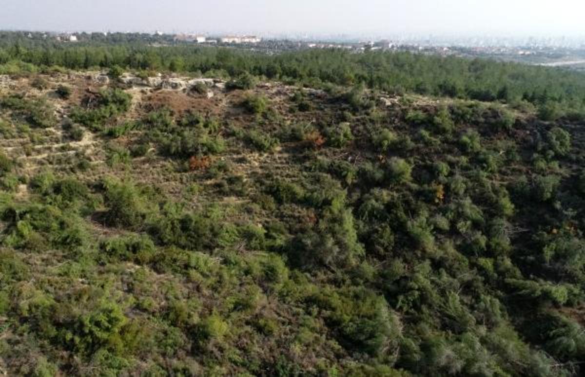 Bir gecede bin 511 ağacı kesti! Mahkemeden flaş karar