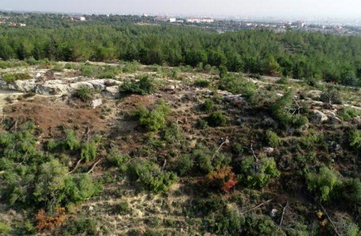 Bir gecede bin 511 ağacı kesti! Mahkemeden flaş karar G1