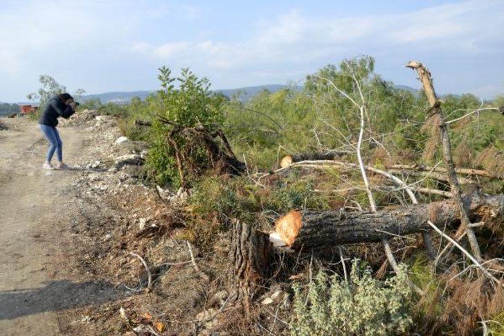 Bir gecede bin 511 ağacı kesti! Mahkemeden flaş karar G2