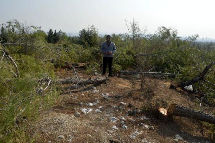 Bir gecede bin 511 ağacı kesti! Mahkemeden flaş karar G3