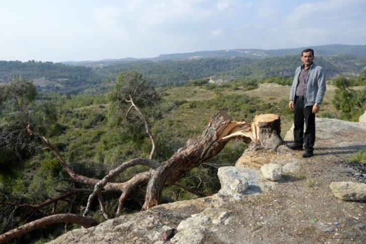 Bir gecede bin 511 ağacı kesti! Mahkemeden flaş karar G4