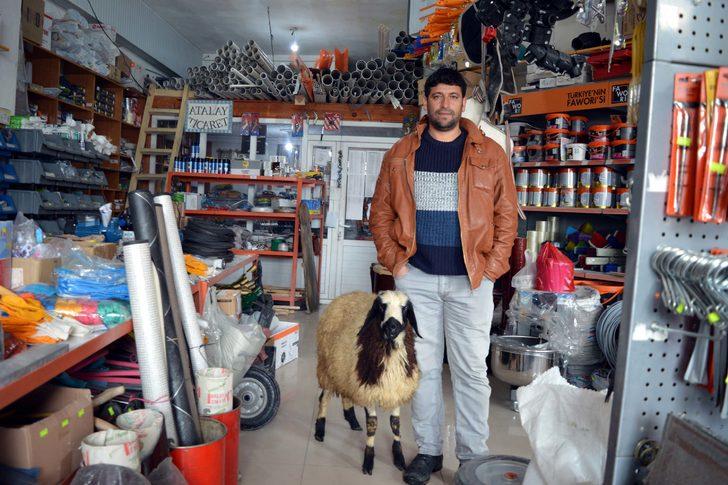 Koyunu peşini bırakmayınca, satmaktan vazgeçti G1