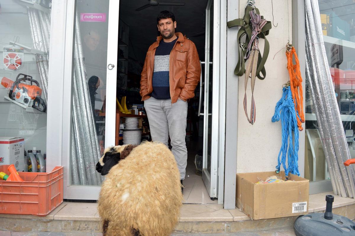 Koyunu peşini bırakmayınca, satmaktan vazge&ccedil;ti