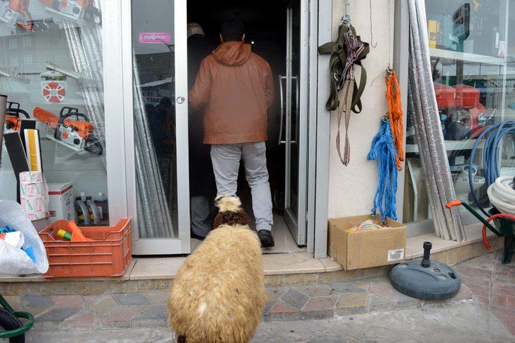 Koyunu peşini bırakmayınca, satmaktan vazgeçti G5