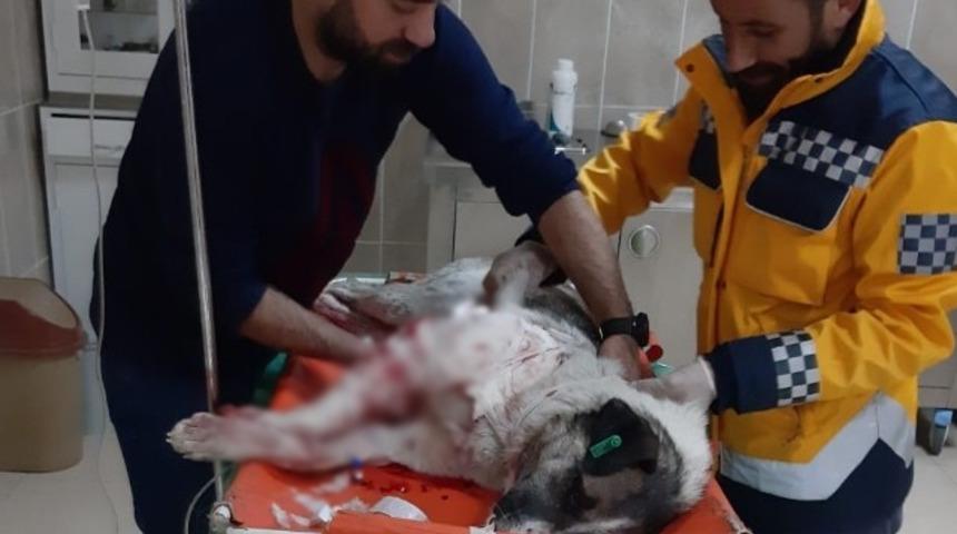 Yaralı k&ouml;peğe polis şefkati!