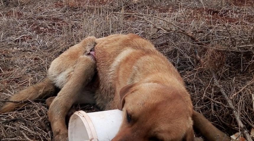 Yaralı k&ouml;peğe belediye sahip &ccedil;ıktı
