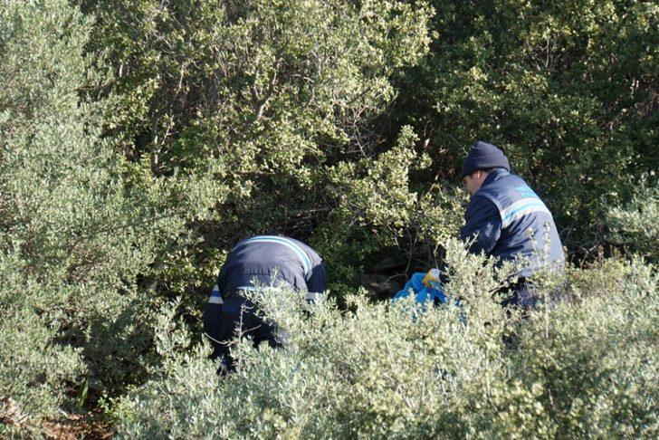 Yaban domuzları için yemlikler yerleştiriliyor G3