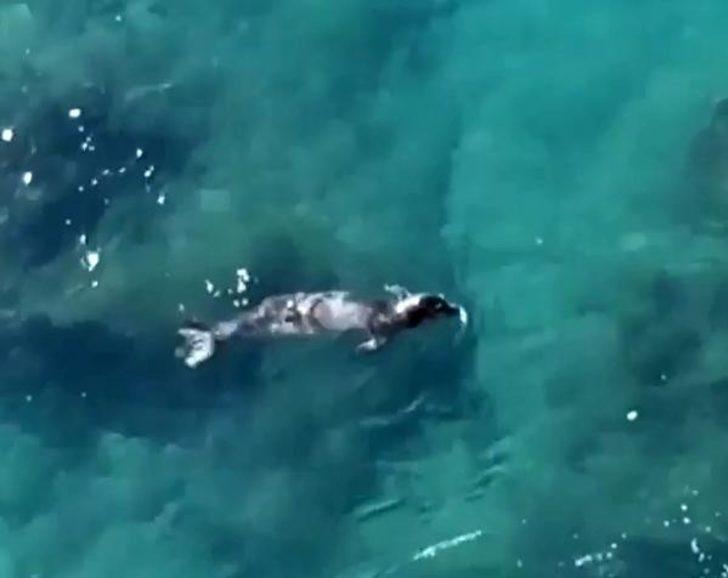 SAD-AFAG Koordinasyon Kurulu Başkanı'ndan Akdeniz foku uyarısı!  G5